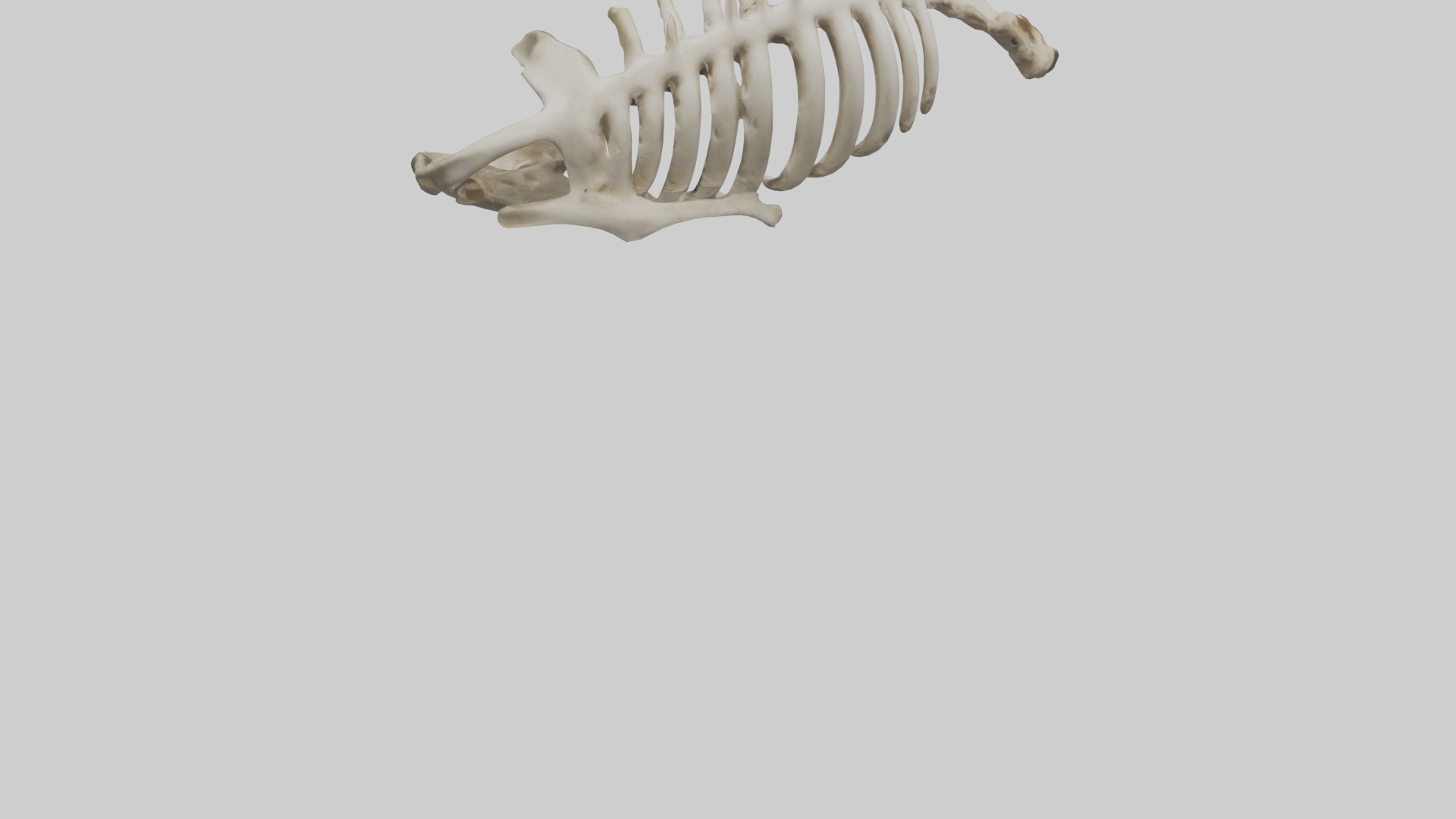 Owl Vertebrae Low-poly 3D model_4