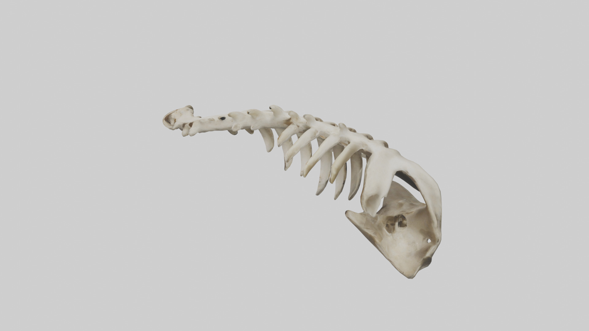 Owl Vertebrae Low-poly 3D model_17