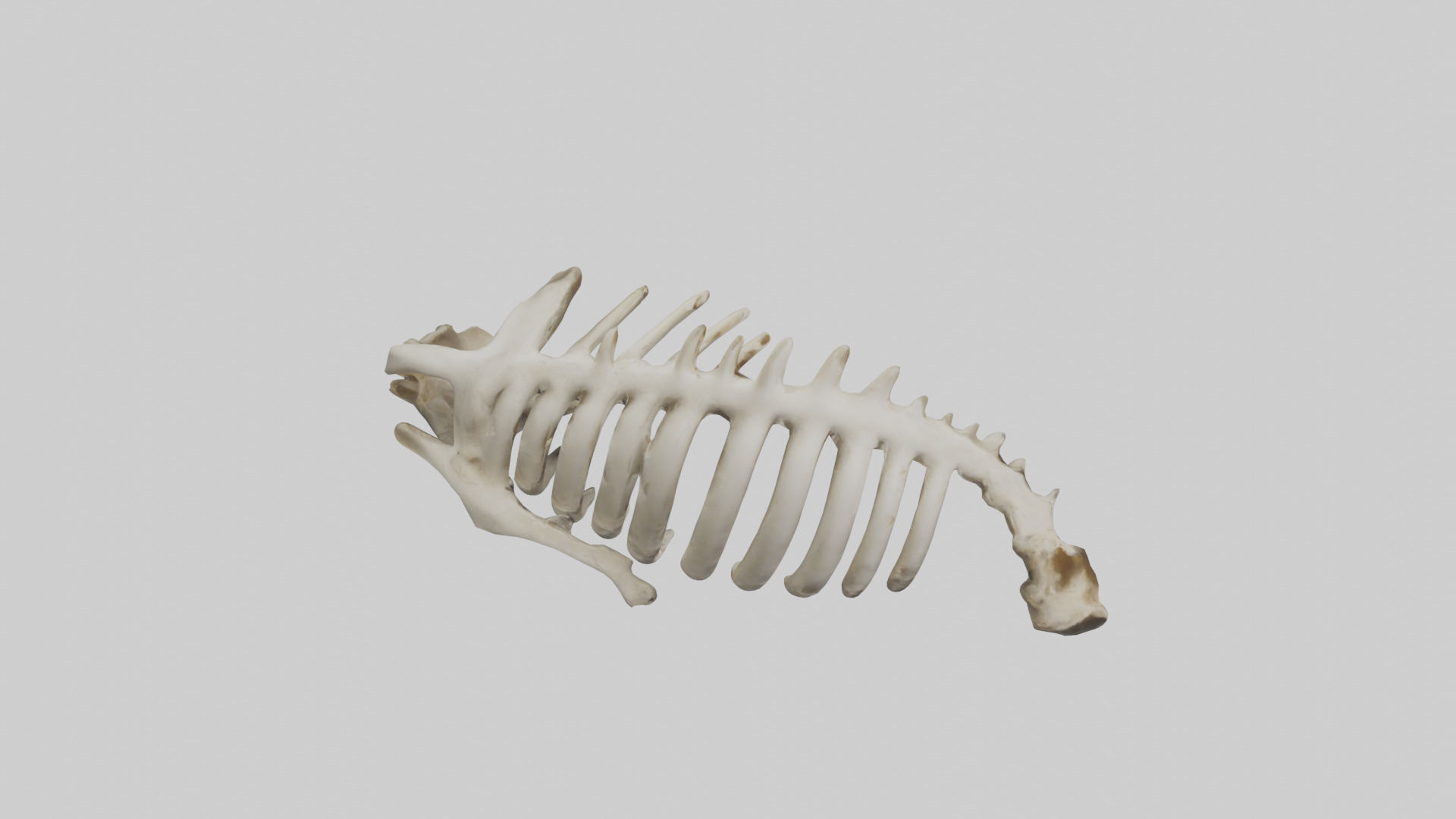 Owl Vertebrae Low-poly 3D model_18