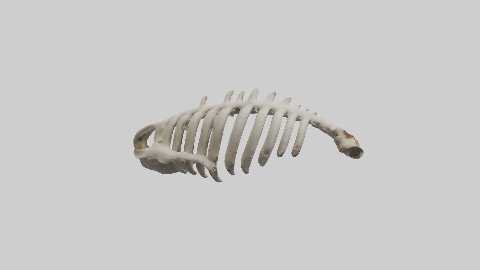 Owl Vertebrae Low-poly 3D model_13