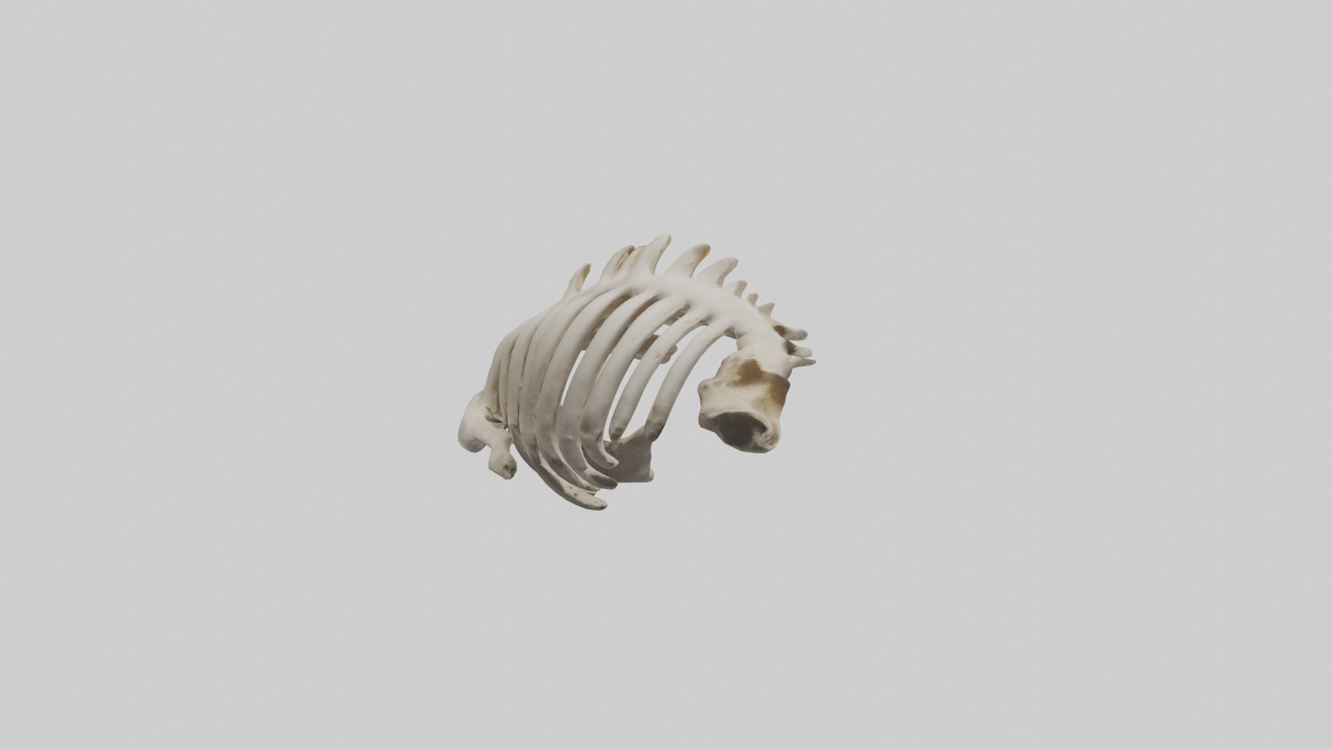 Owl Vertebrae Low-poly 3D model_7