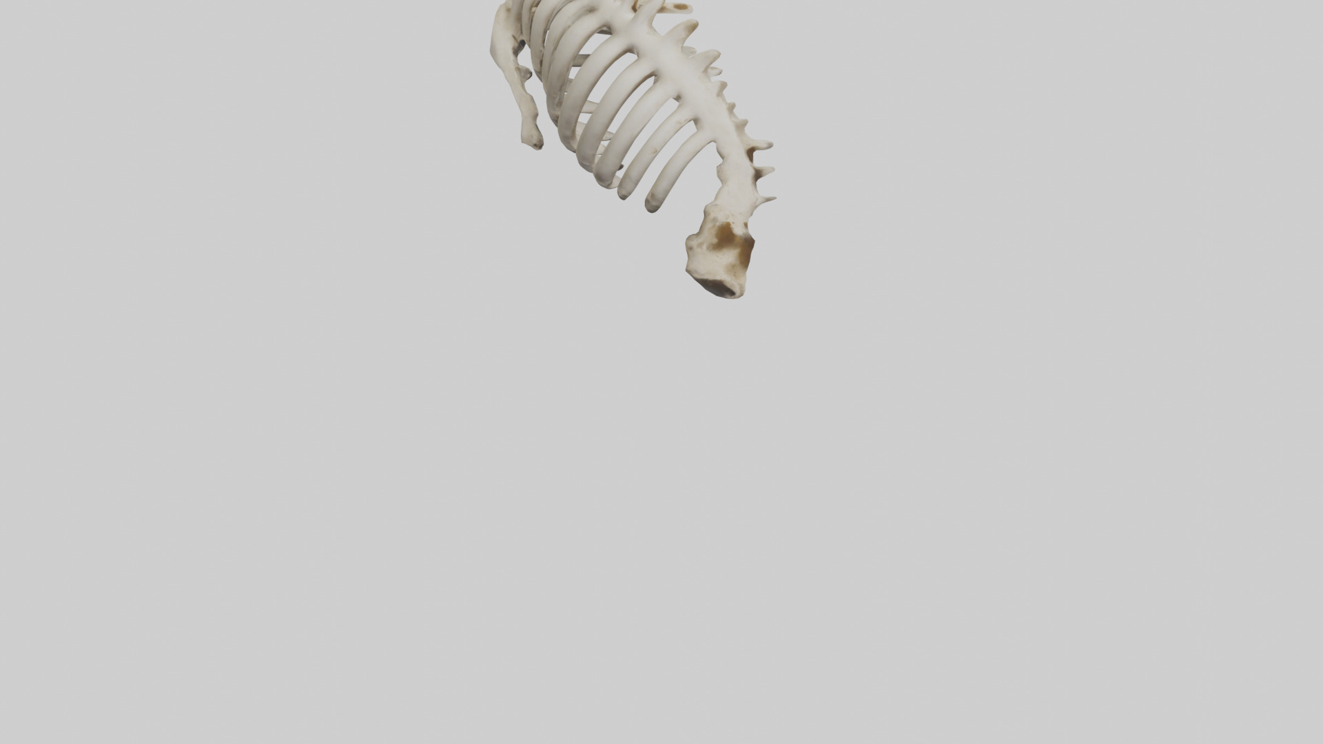 Owl Vertebrae Low-poly 3D model_6