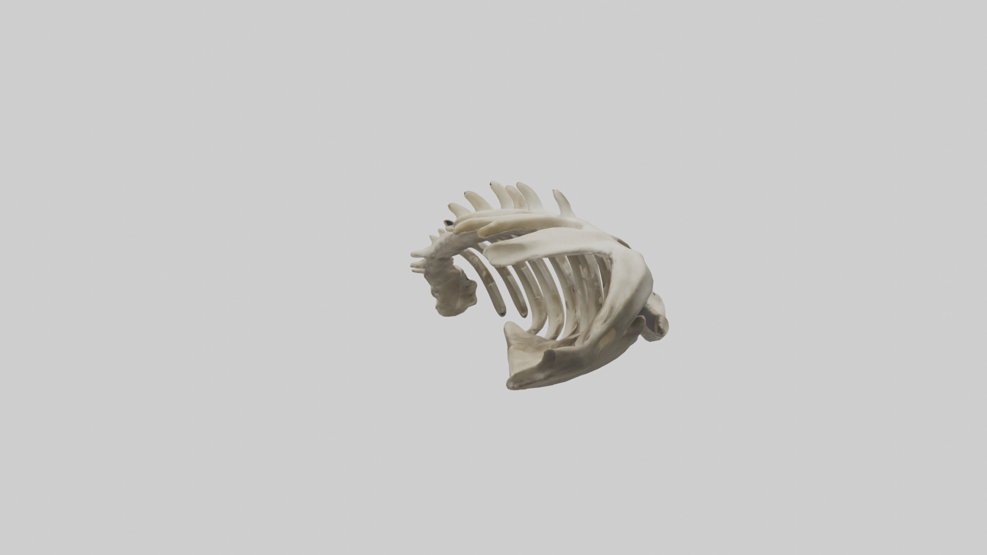 Owl Vertebrae Low-poly 3D model_1