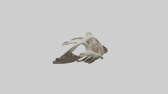 Owl Vertebrae Low-poly 3D model