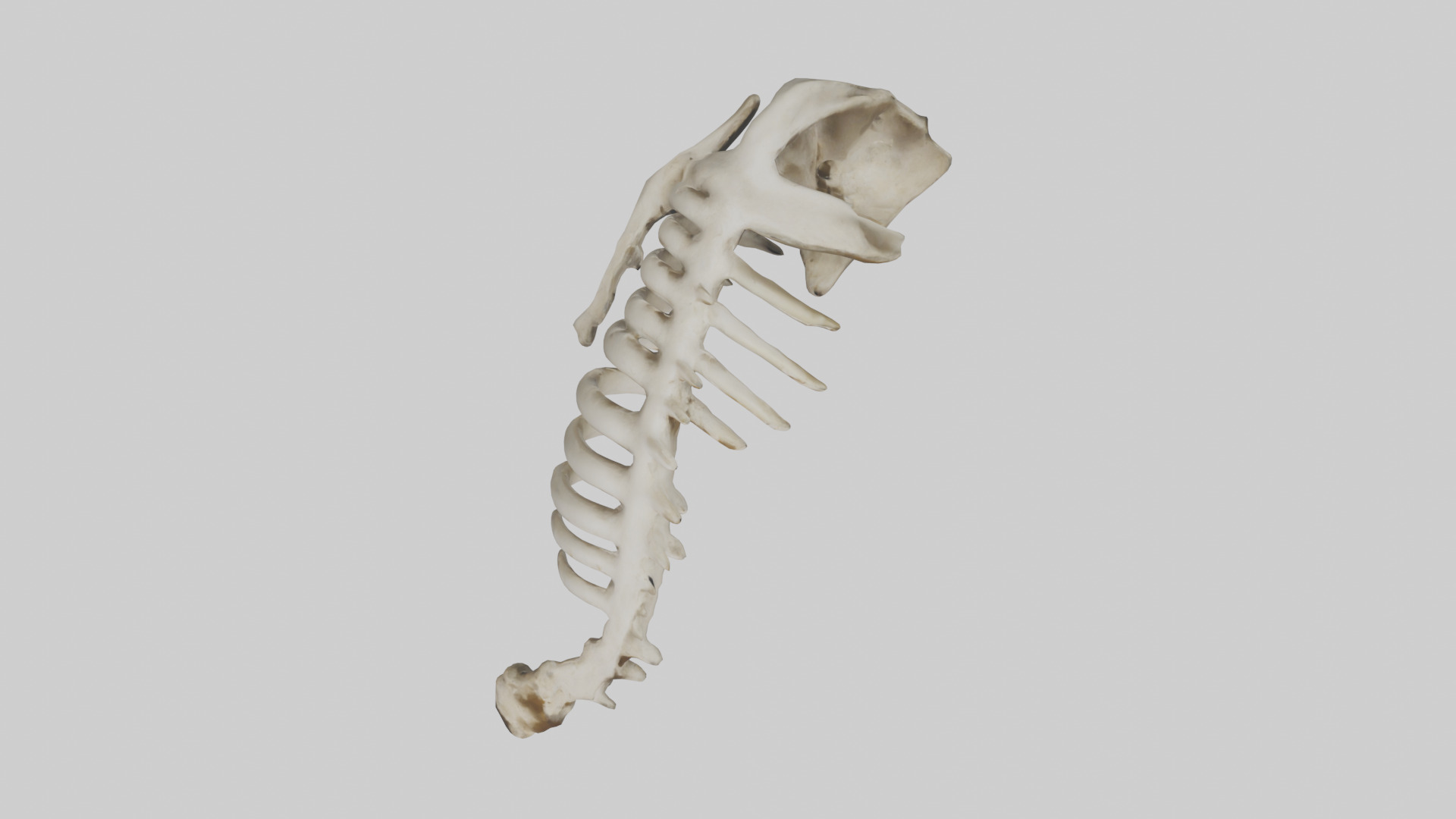 Owl Vertebrae Low-poly 3D model_14