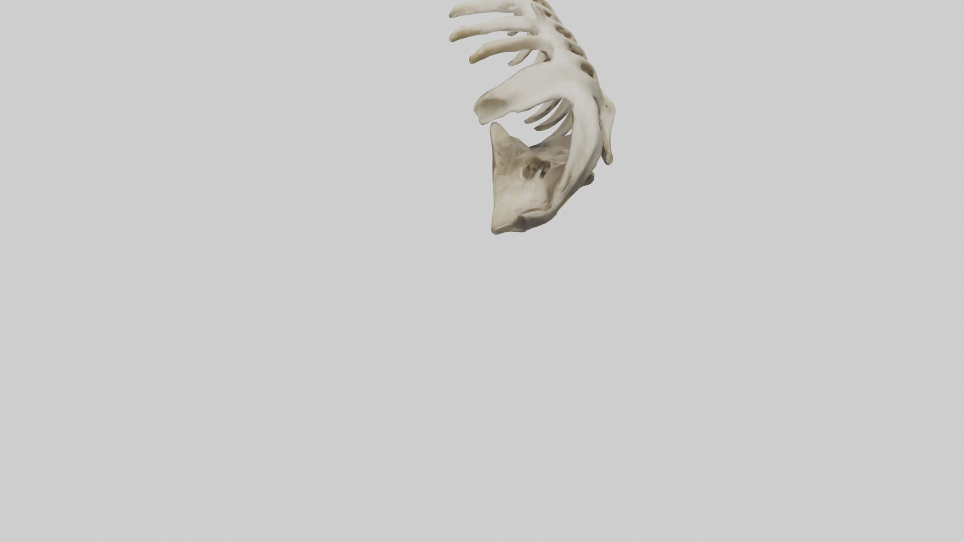 Owl Vertebrae Low-poly 3D model_3
