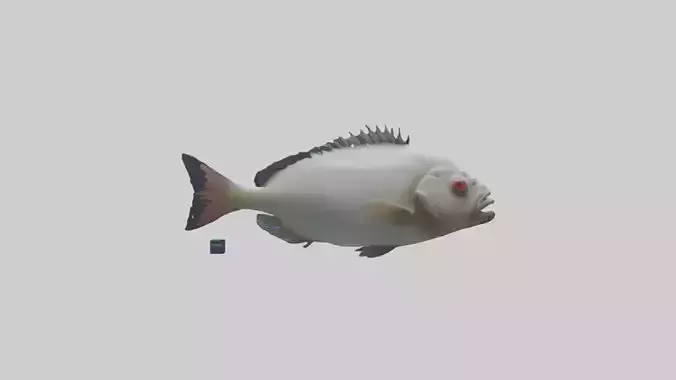 Pacu Fish swimming model