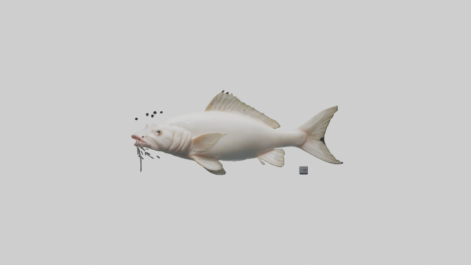 Pangasius Catfish swimming model Low-poly 3D model_9