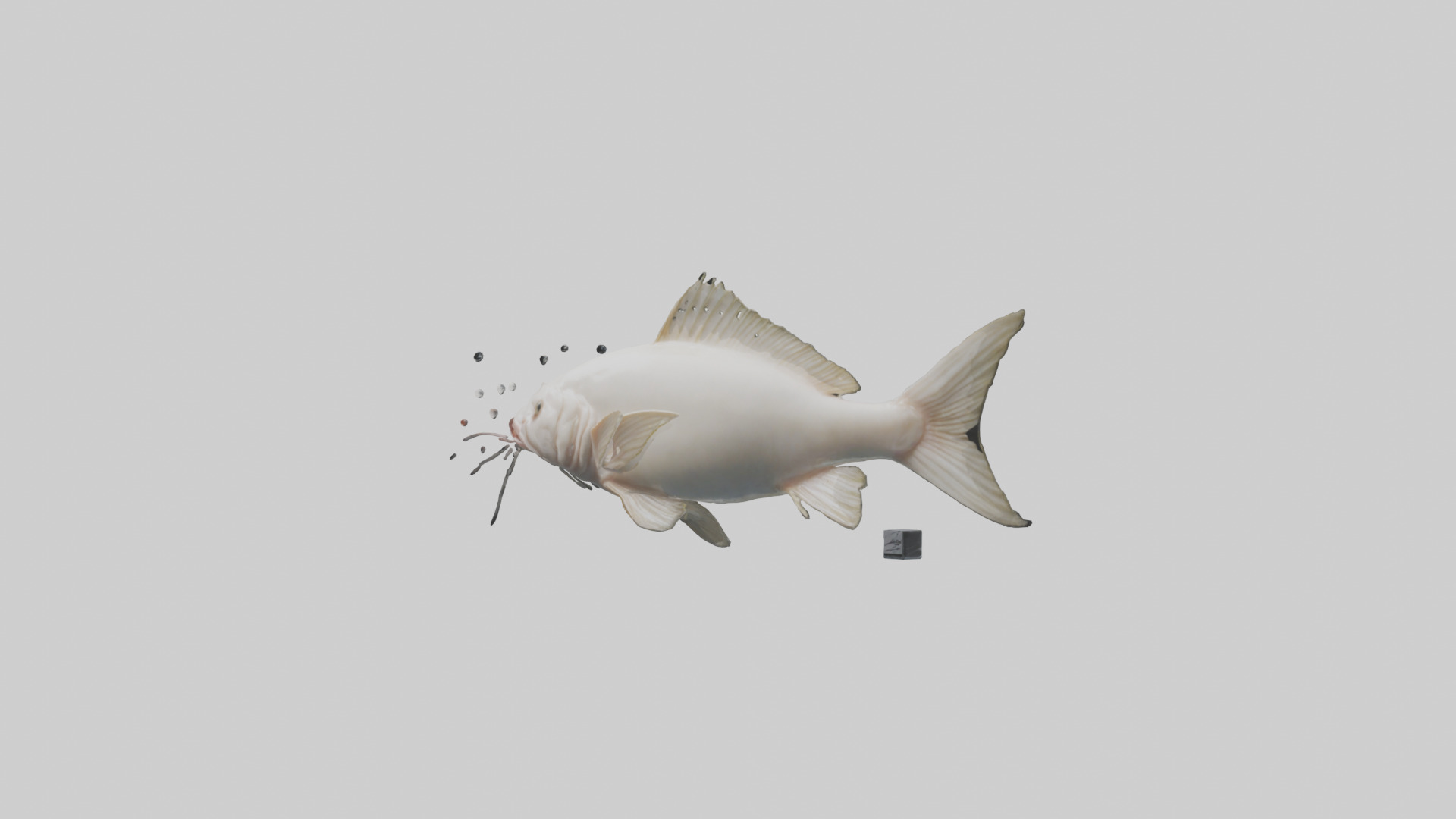 Pangasius Catfish swimming model Low-poly 3D model_8