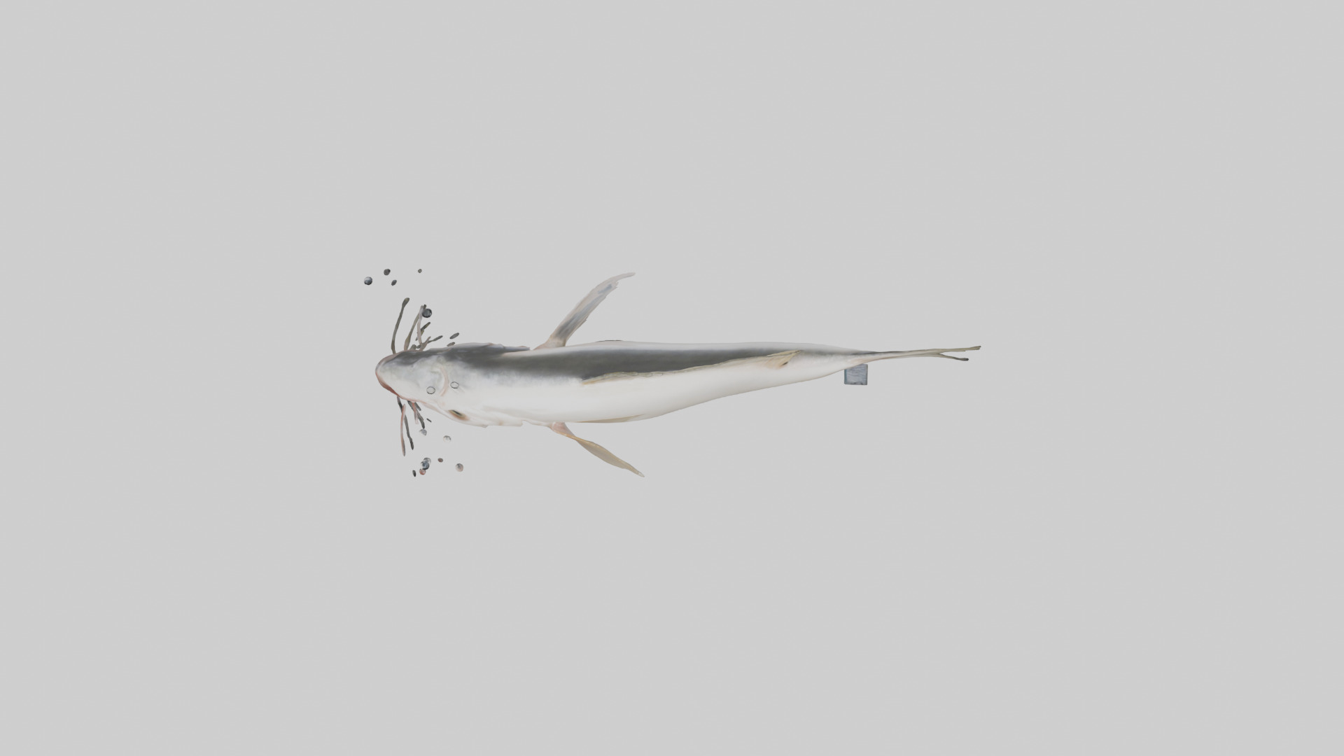 Pangasius Catfish swimming model Low-poly 3D model_14