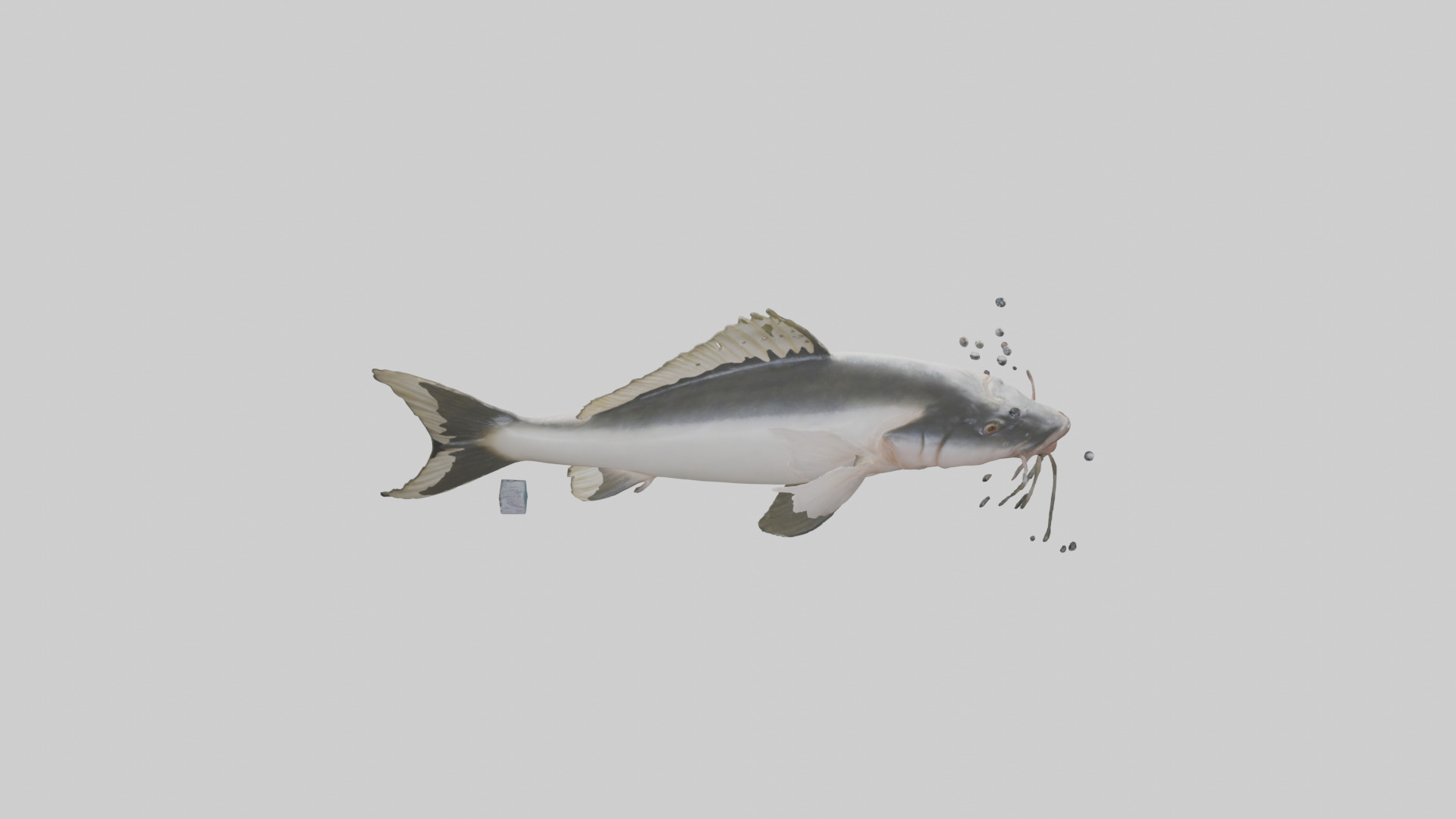 Pangasius Catfish swimming model Low-poly 3D model_15
