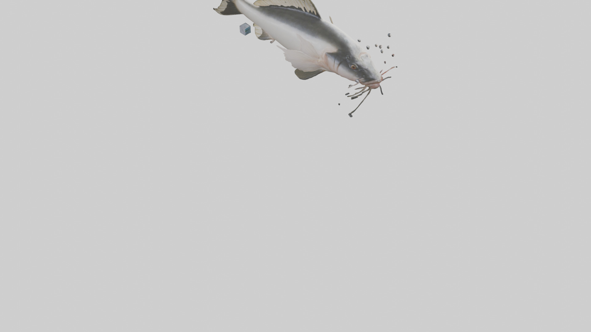 Pangasius Catfish swimming model Low-poly 3D model_4