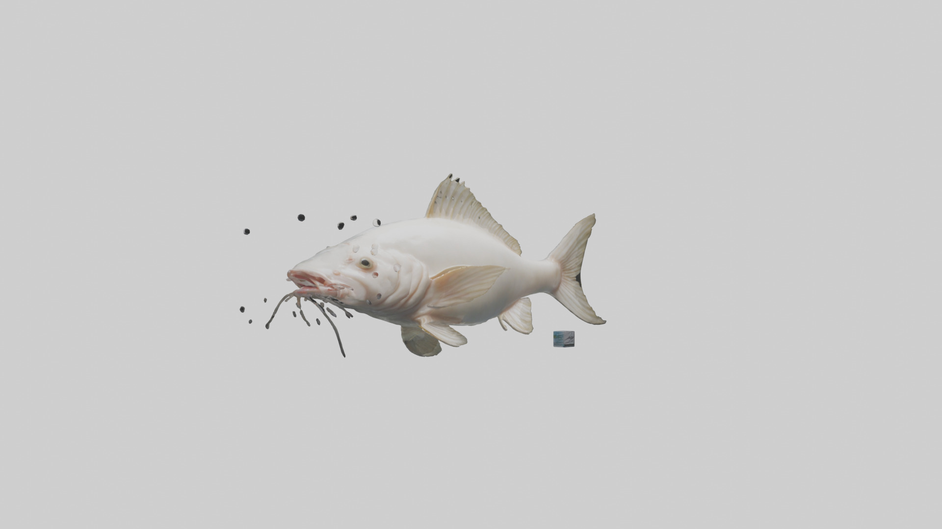 Pangasius Catfish swimming model Low-poly 3D model_11