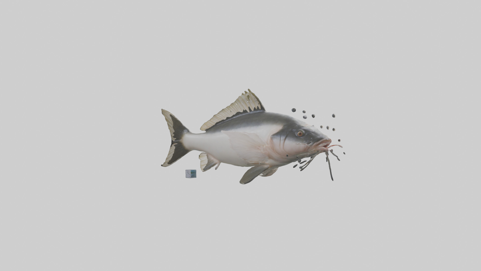 Pangasius Catfish swimming model Low-poly 3D model_2