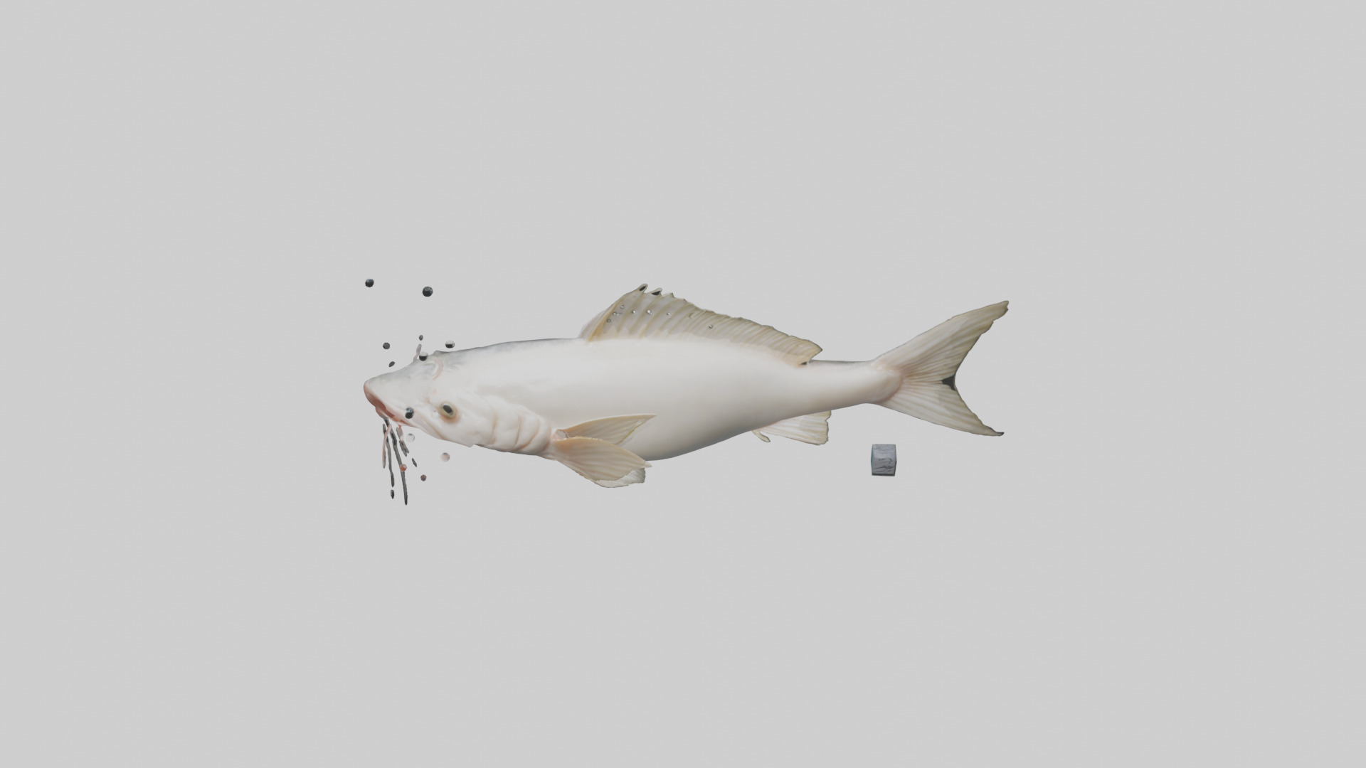 Pangasius Catfish swimming model Low-poly 3D model_16