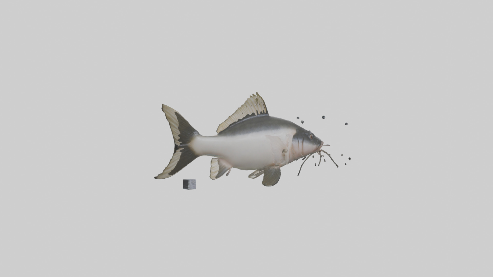 Pangasius Catfish swimming model Low-poly 3D model_1