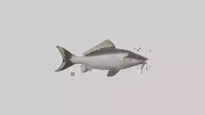 Pangasius Catfish swimming model