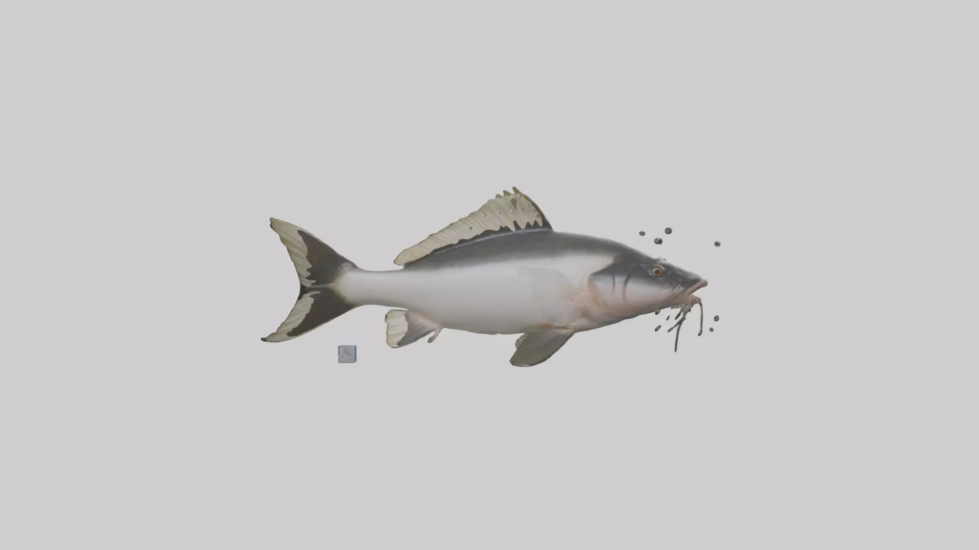 Pangasius Catfish swimming model Low-poly 3D model_0