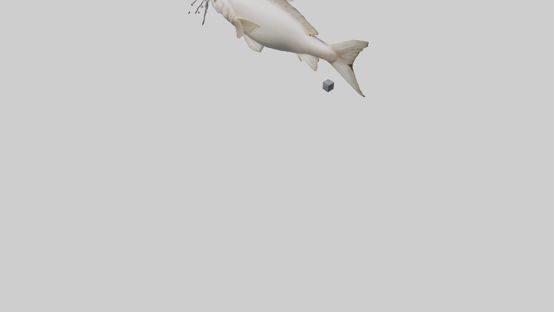 Pangasius Catfish swimming model Low-poly 3D model_5