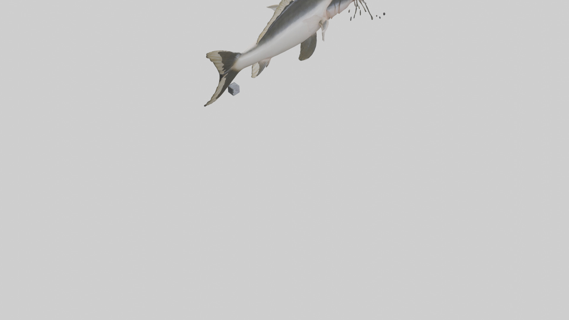 Pangasius Catfish swimming model Low-poly 3D model_3