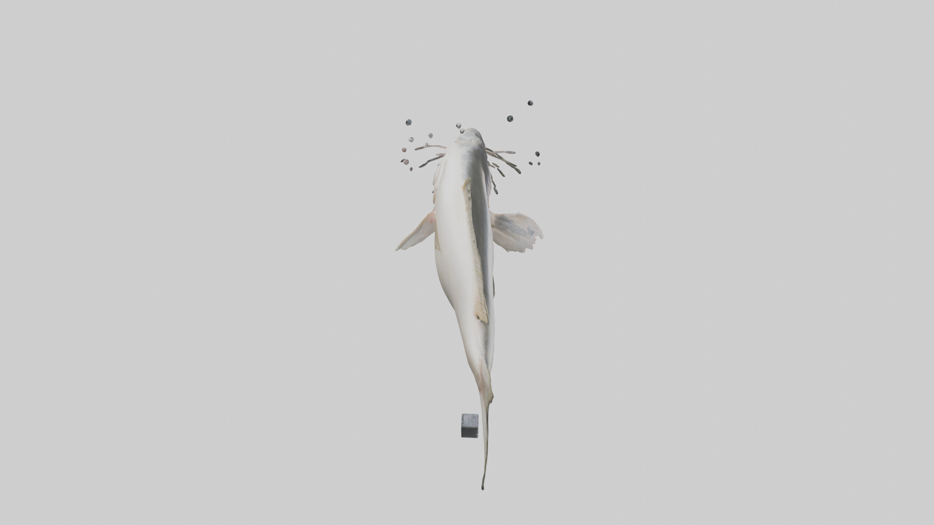 Pangasius Catfish swimming model Low-poly 3D model_17