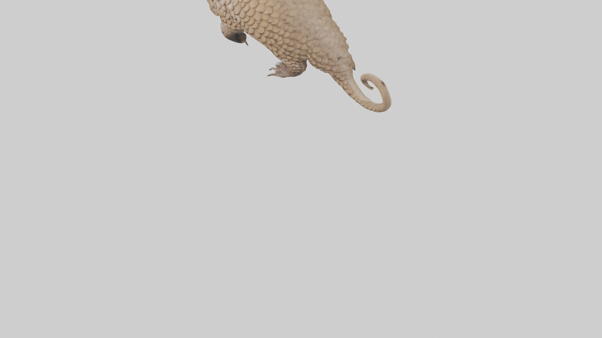 Pangolin Body Model Low-poly 3D model_5