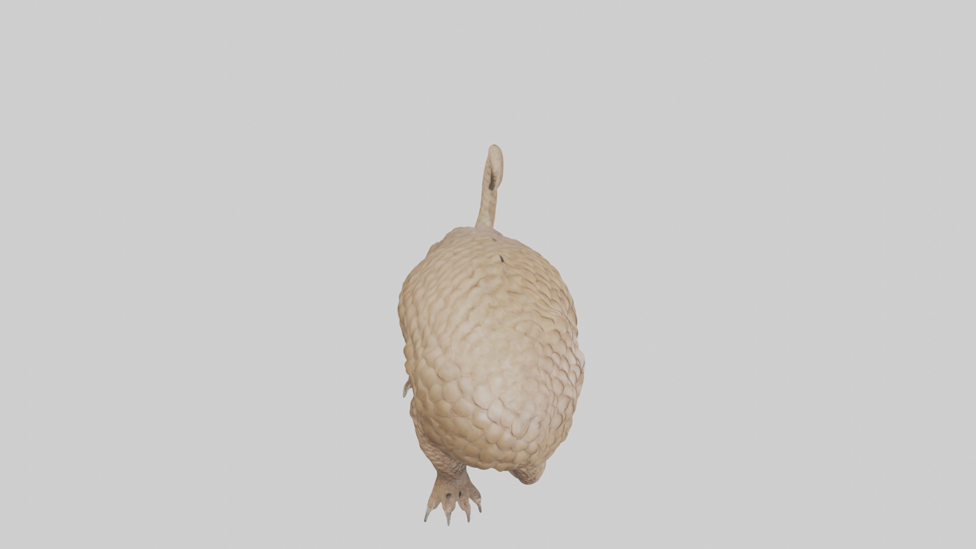 Pangolin Body Model Low-poly 3D model_18