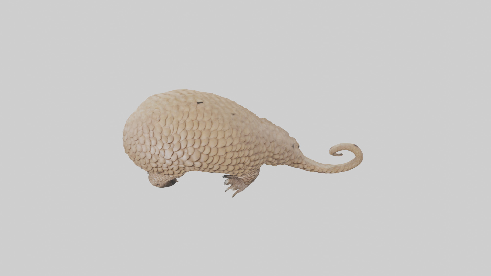 Pangolin Body Model Low-poly 3D model_16