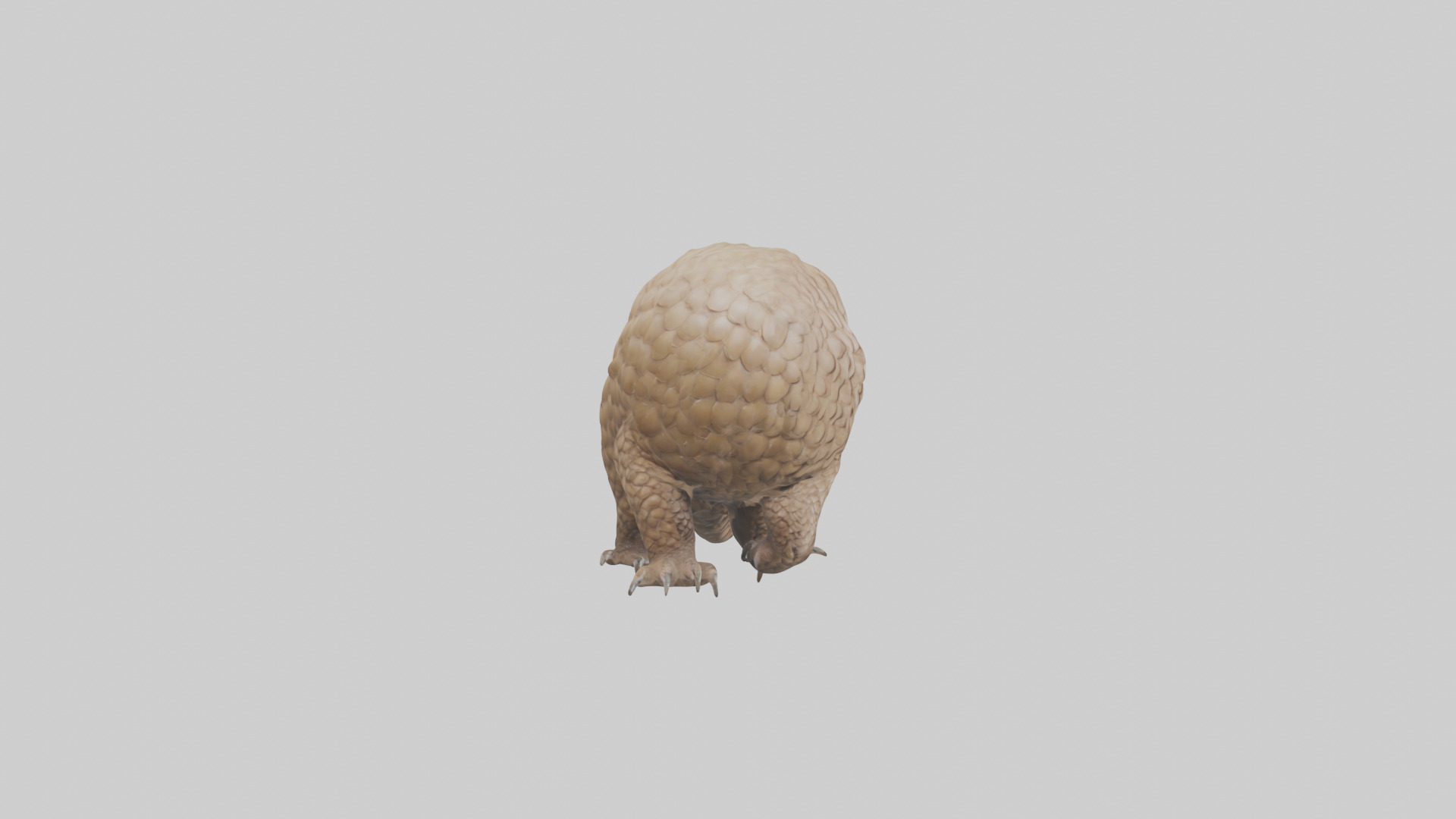 Pangolin Body Model Low-poly 3D model_13