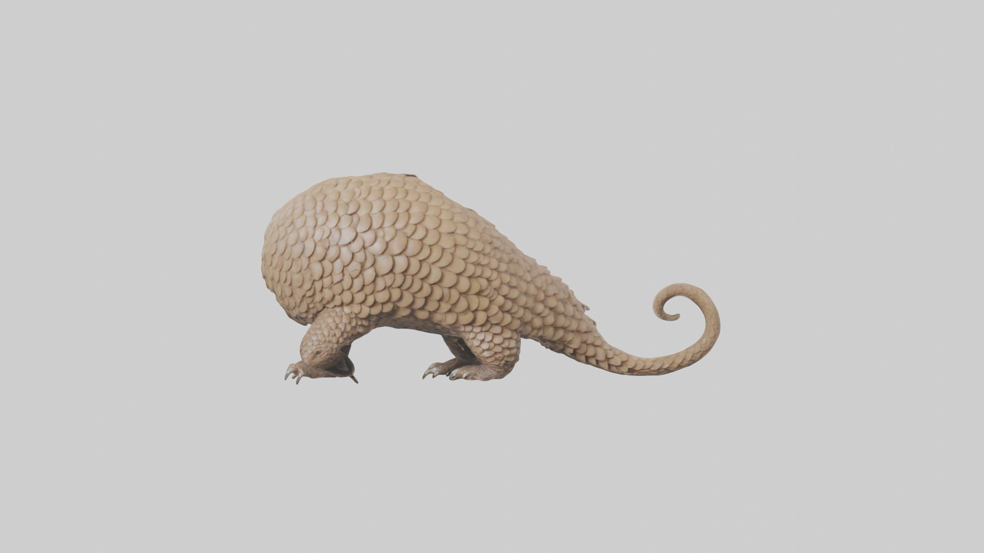 Pangolin Body Model Low-poly 3D model_9