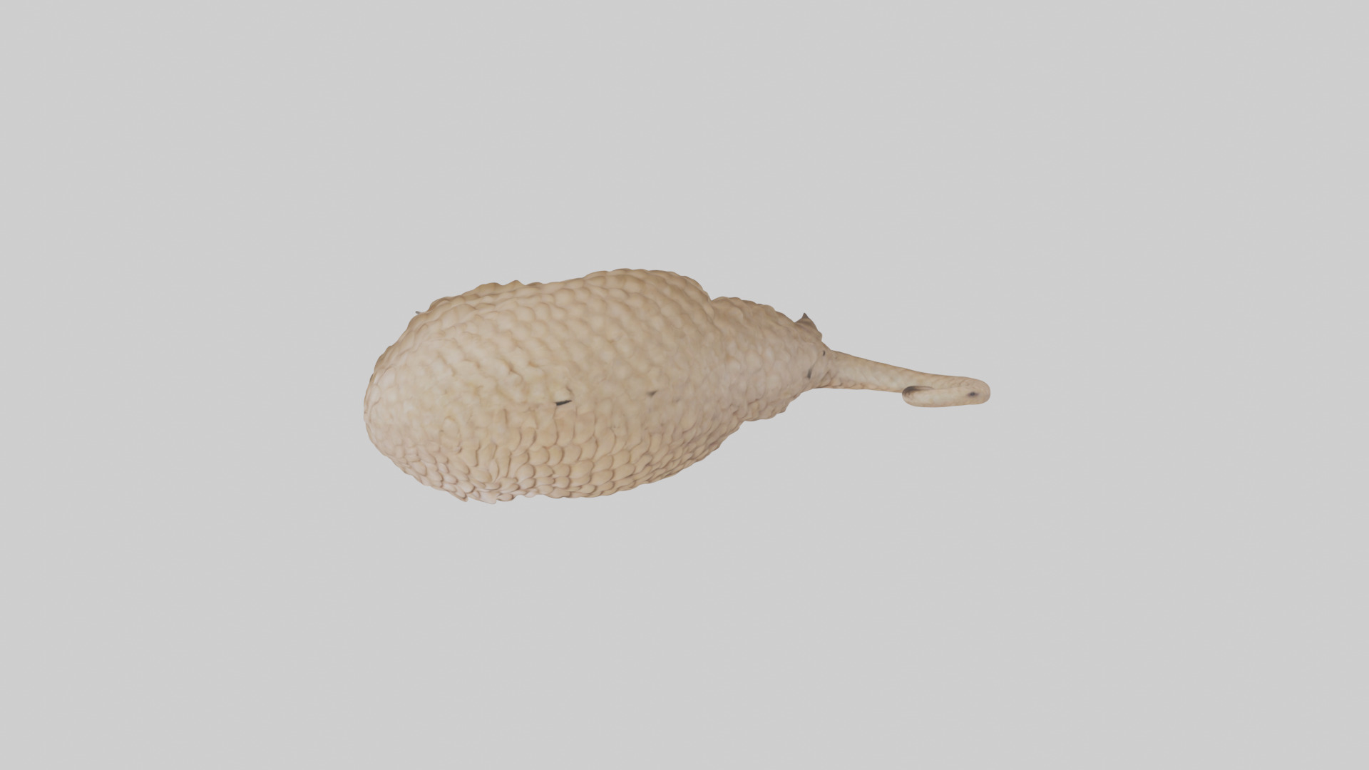 Pangolin Body Model Low-poly 3D model_14