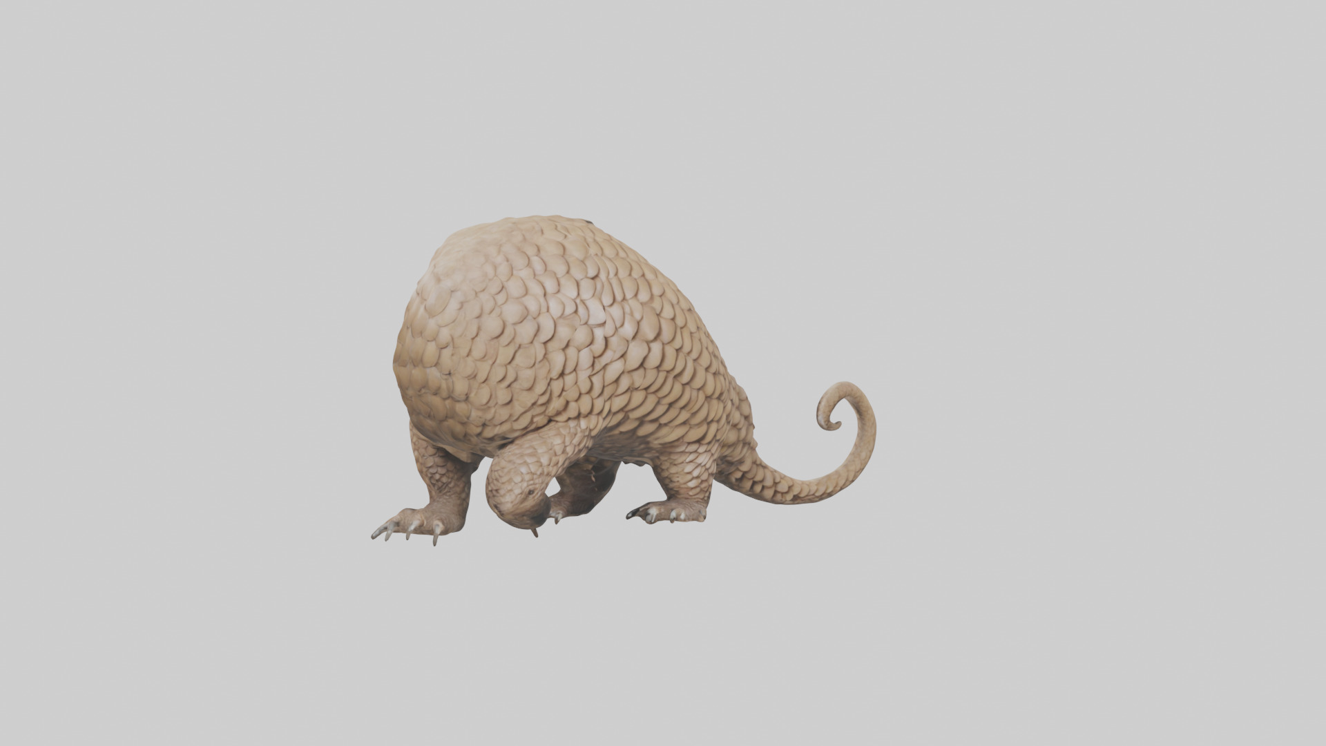 Pangolin Body Model Low-poly 3D model_11