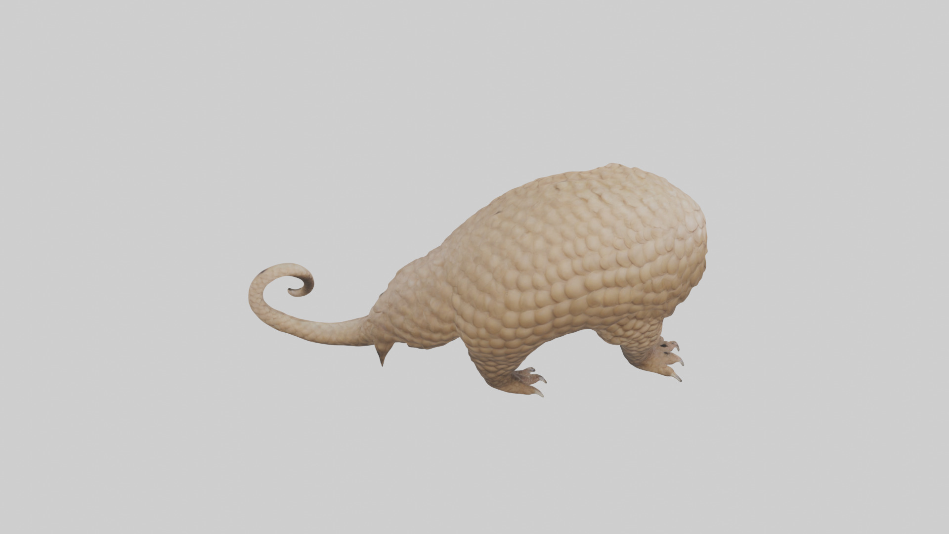 Pangolin Body Model Low-poly 3D model_15