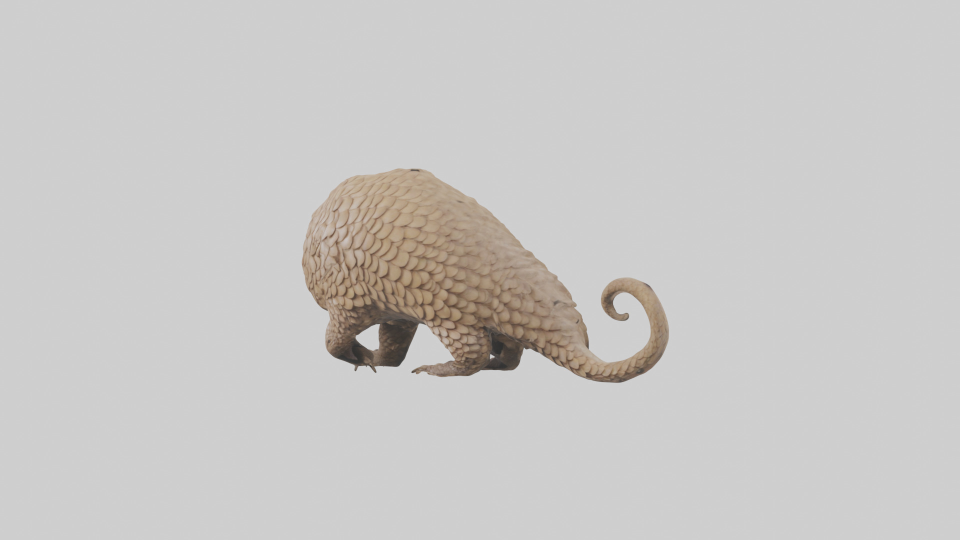 Pangolin Body Model Low-poly 3D model_10