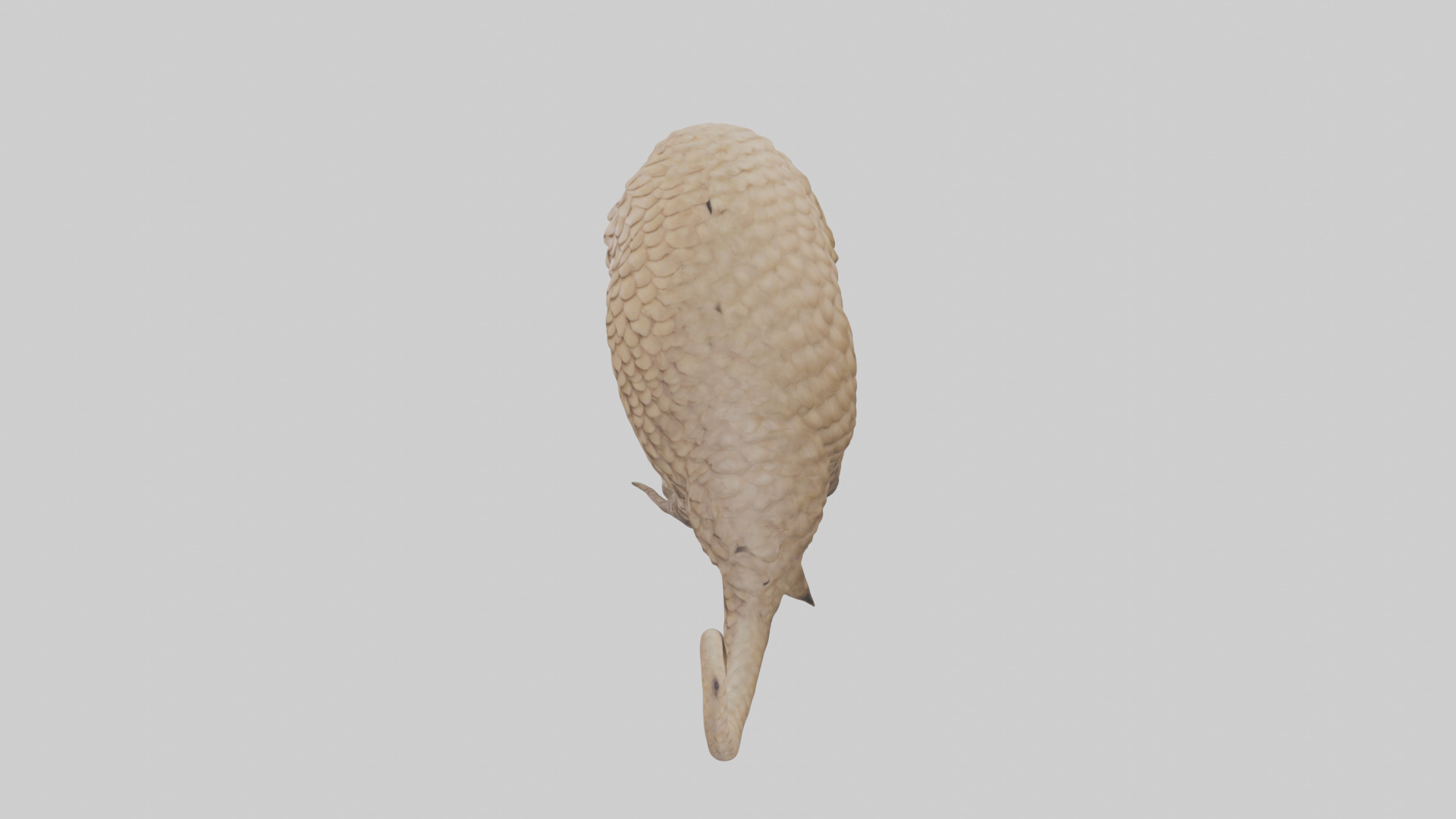 Pangolin Body Model Low-poly 3D model_17