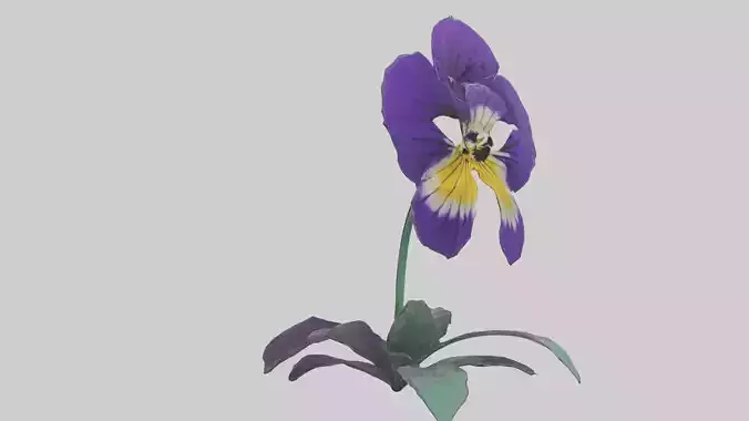 Pansy flower model Low-poly 3D model