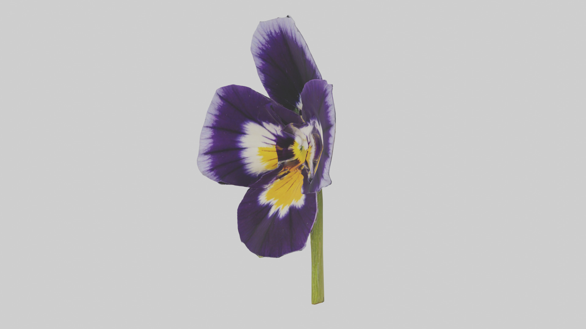 Pansy model Low-poly 3D model_10