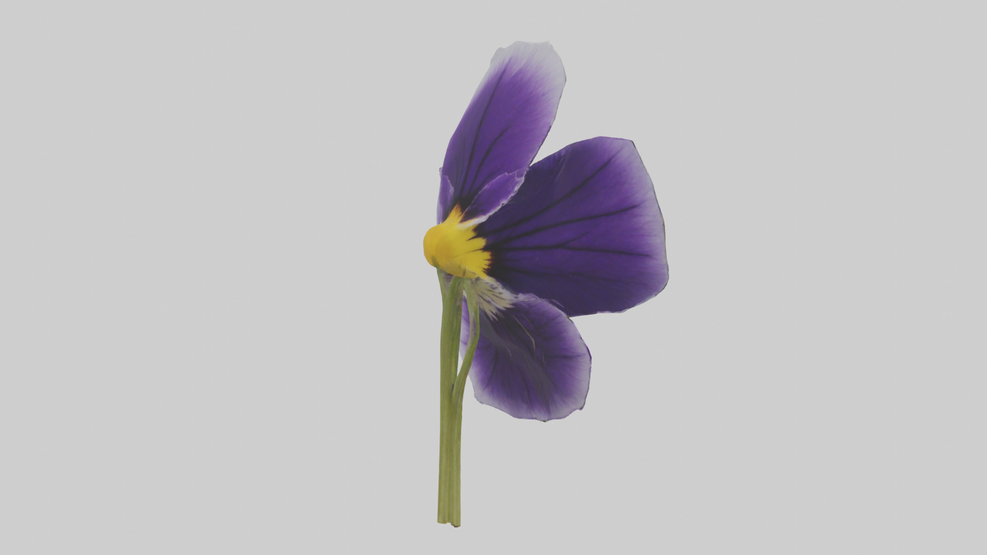 Pansy model Low-poly 3D model_2