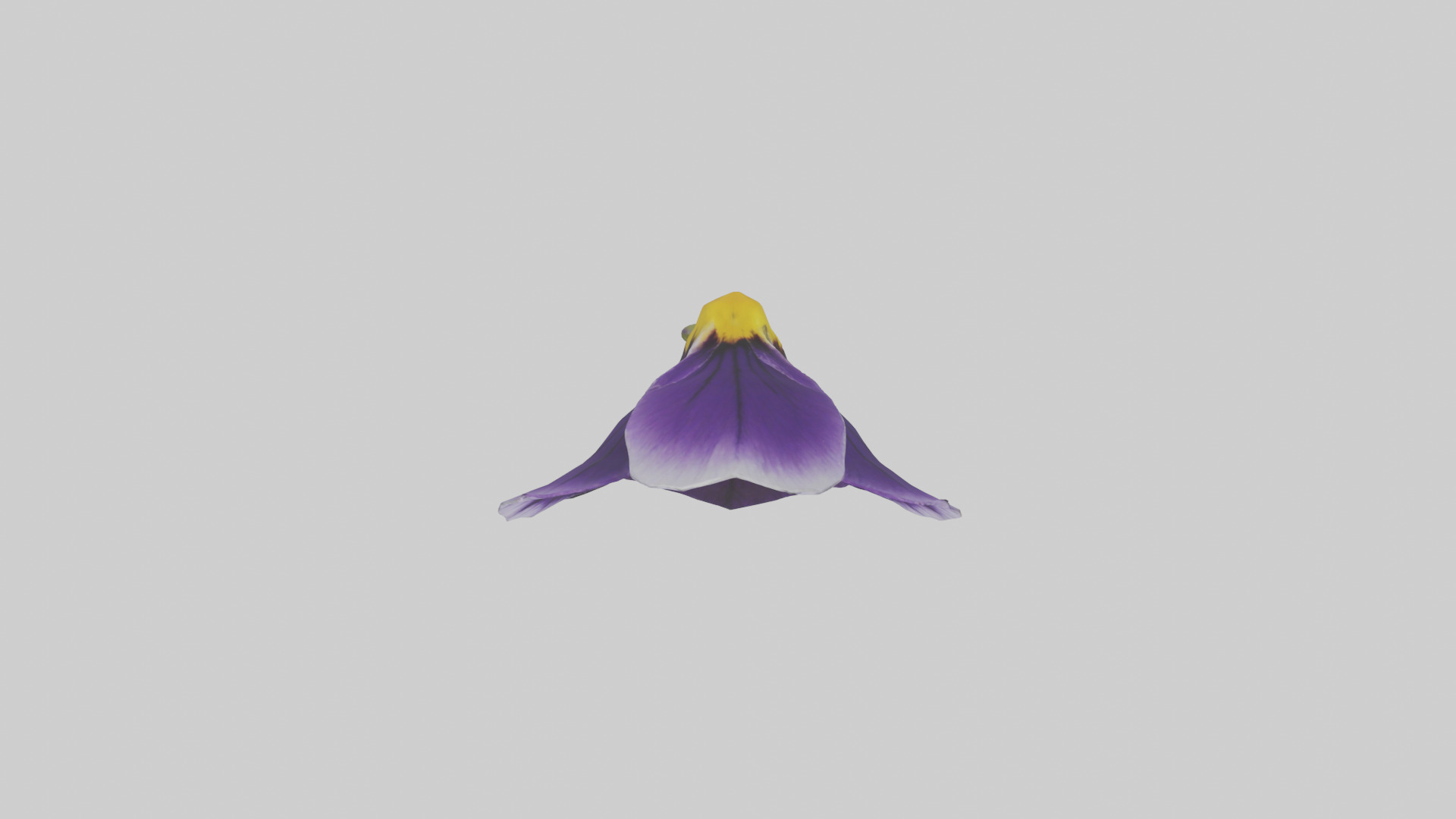 Pansy model Low-poly 3D model_14