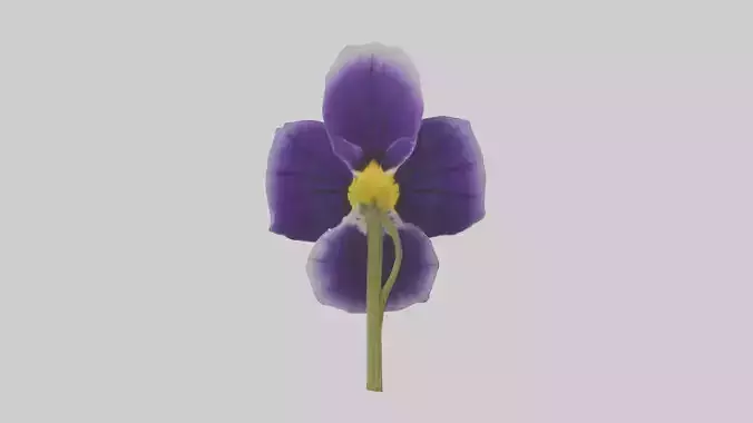 Pansy model