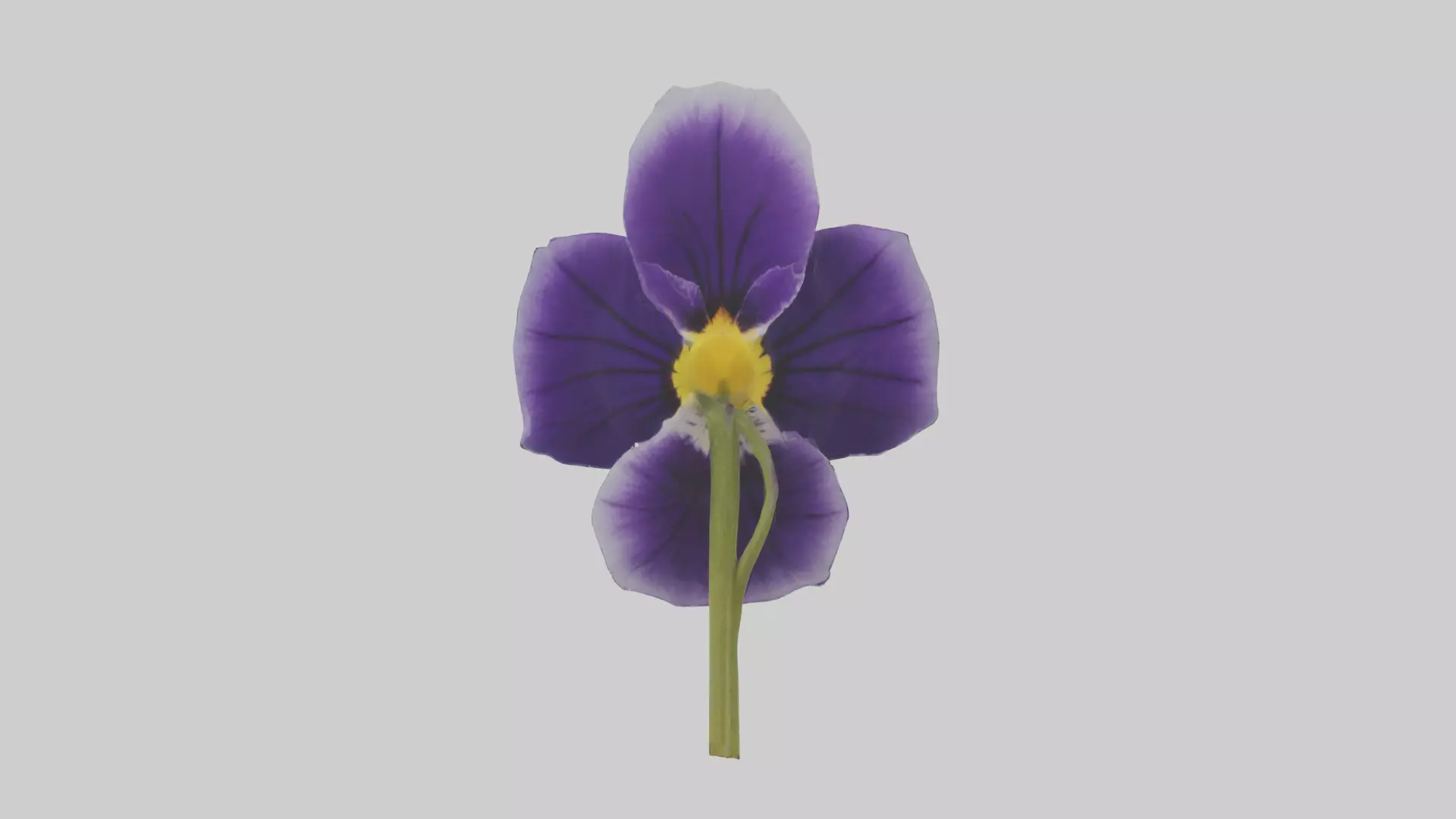 Pansy model Low-poly 3D model_0