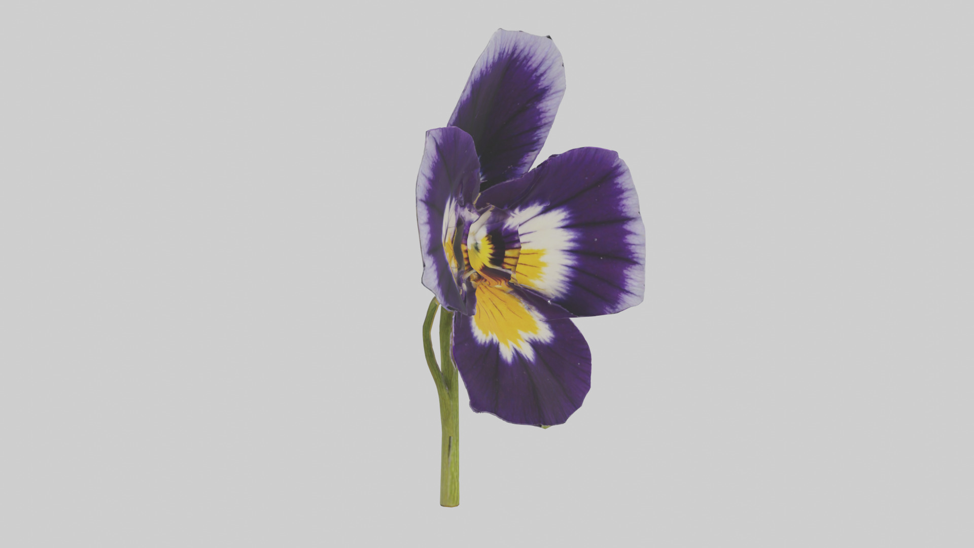 Pansy model Low-poly 3D model_7