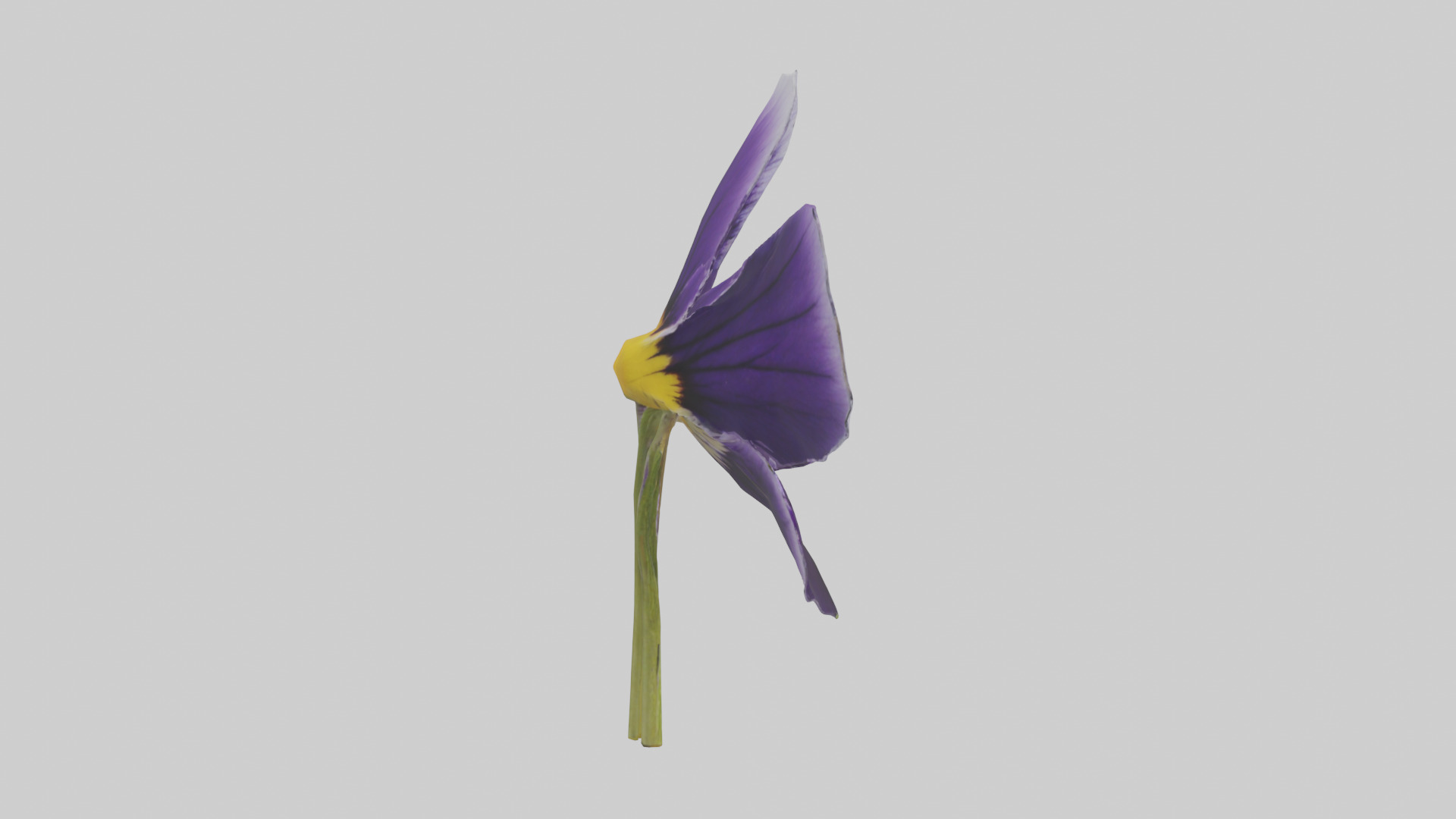 Pansy model Low-poly 3D model_13