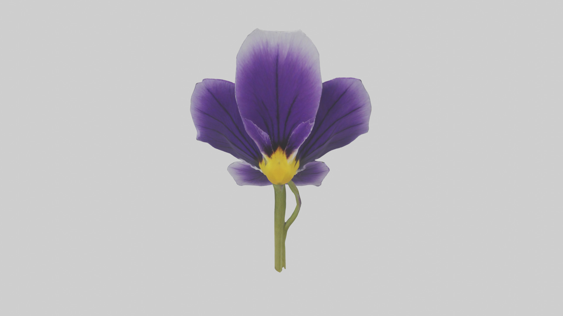 Pansy model Low-poly 3D model_15