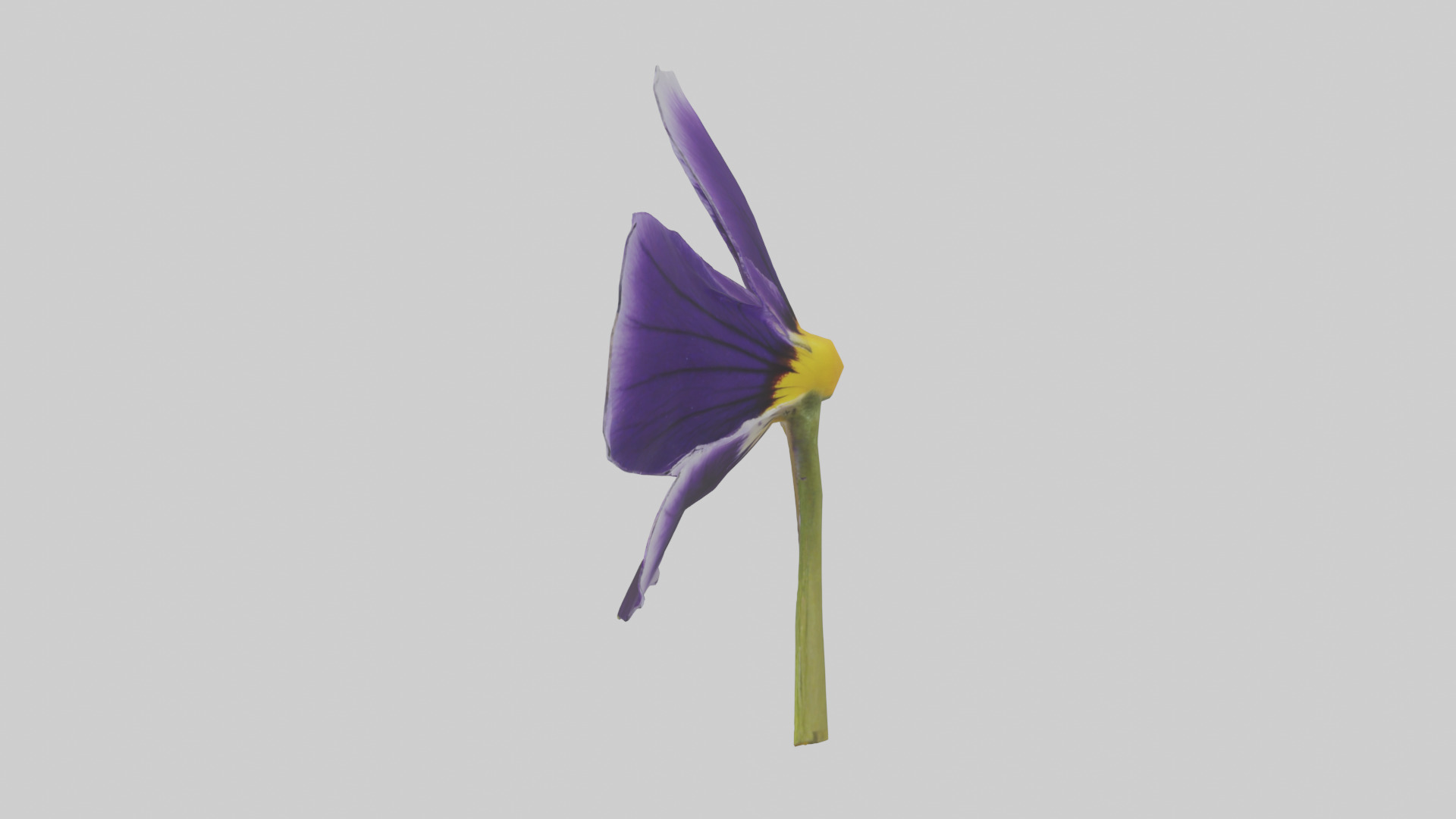 Pansy model Low-poly 3D model_12