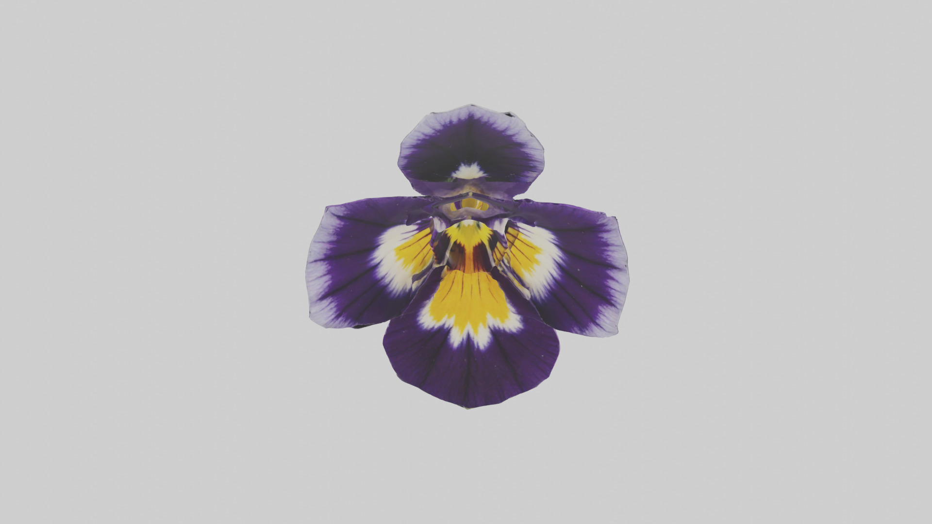 Pansy model Low-poly 3D model_16
