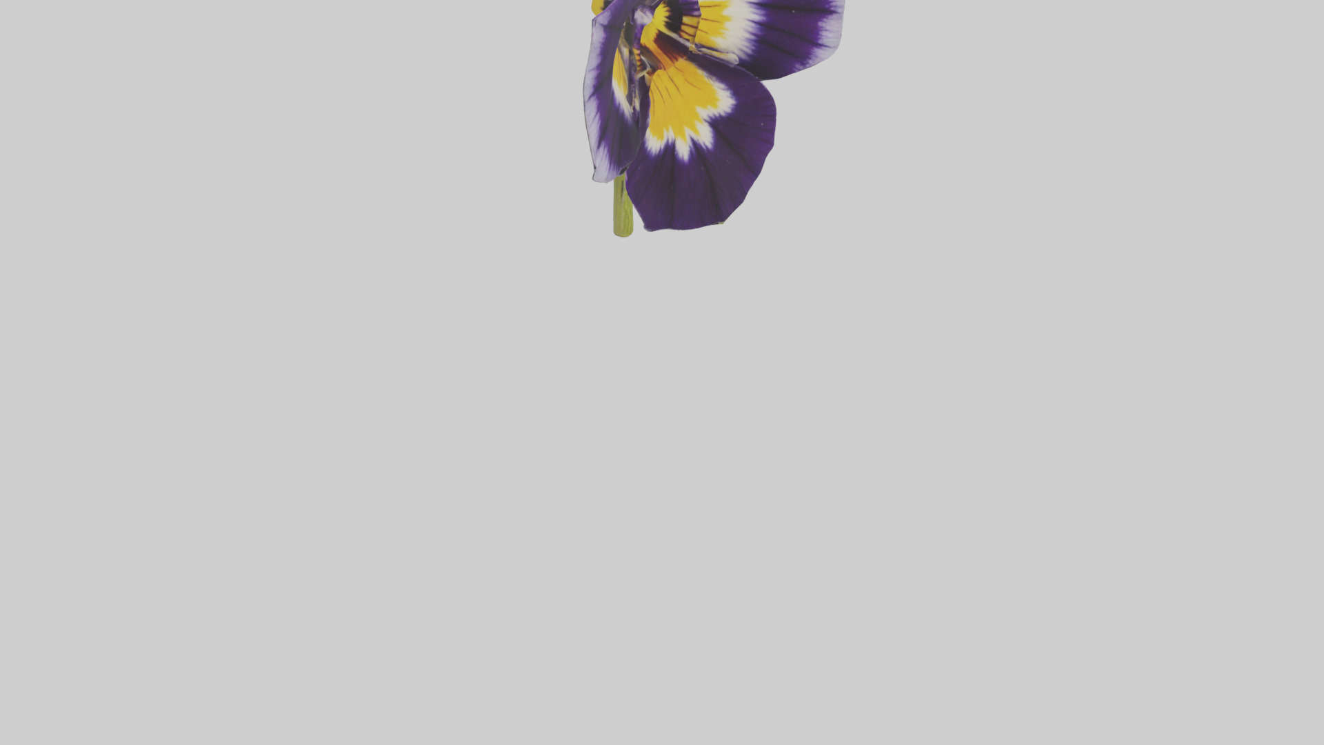 Pansy model Low-poly 3D model_6