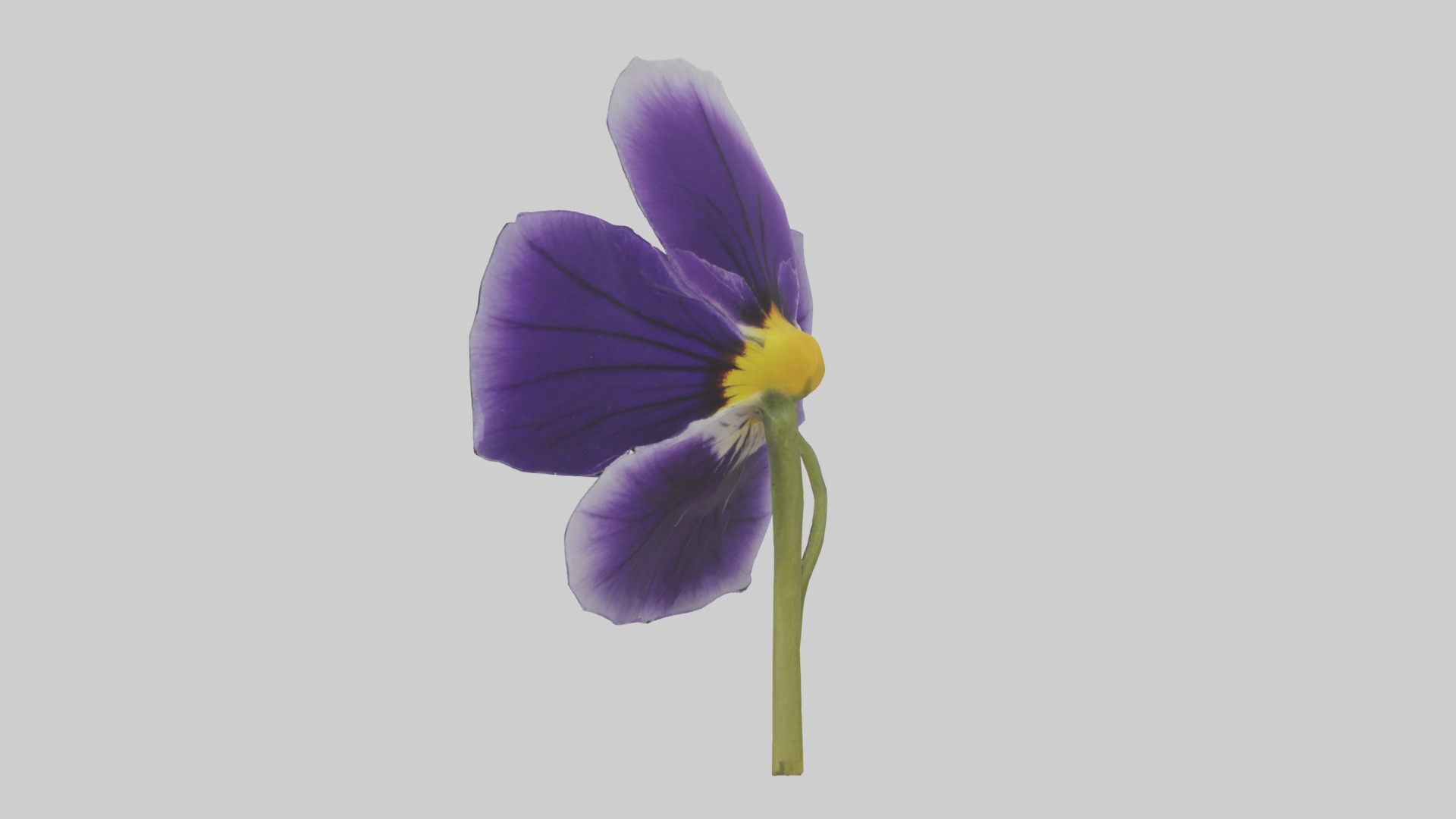 Pansy model Low-poly 3D model_1