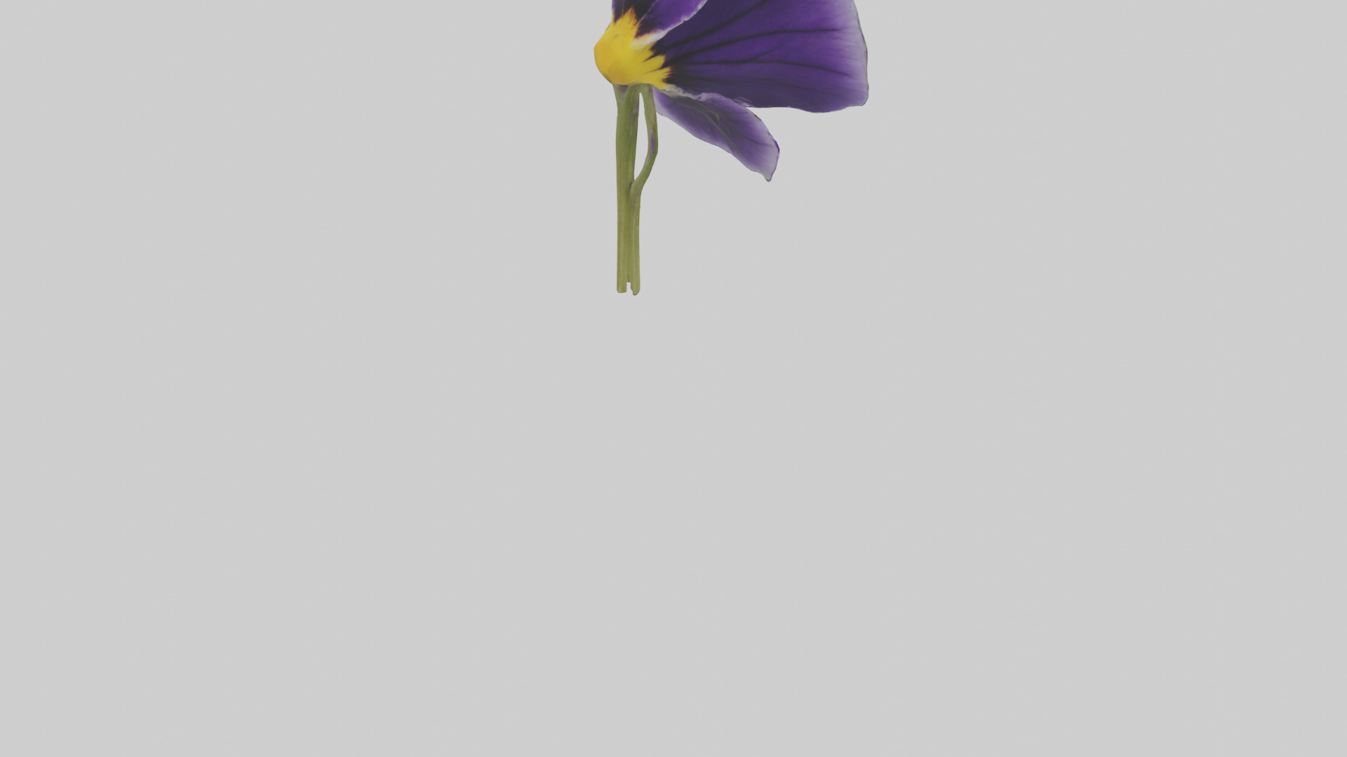 Pansy model Low-poly 3D model_4