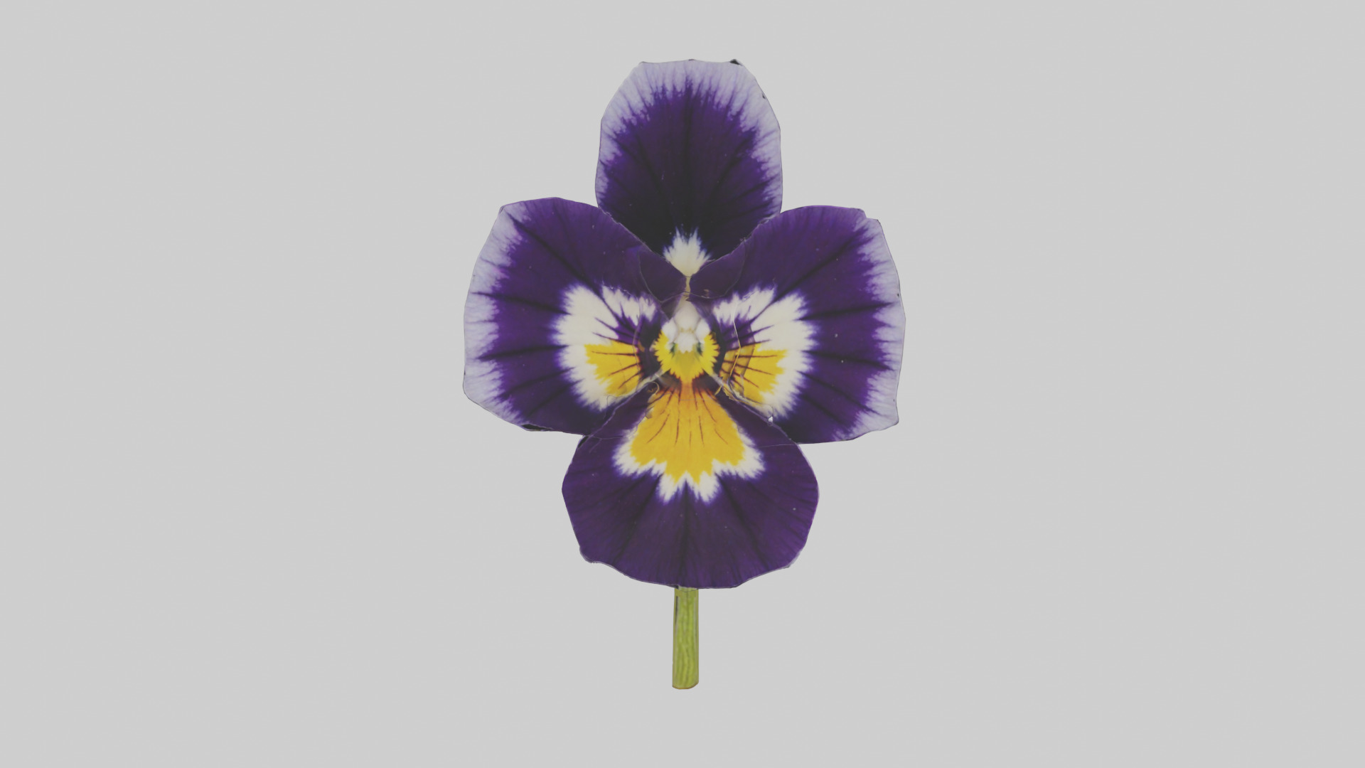 Pansy model Low-poly 3D model_9
